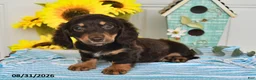 Miniature Dachshund dogs for sale: Porter - Ad 3