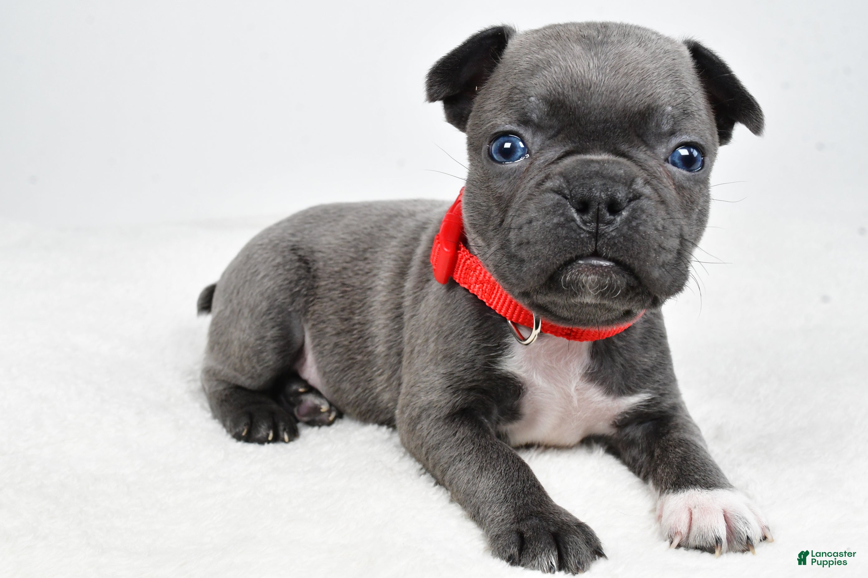 Mixed Breed dogs Luke - Ad 1