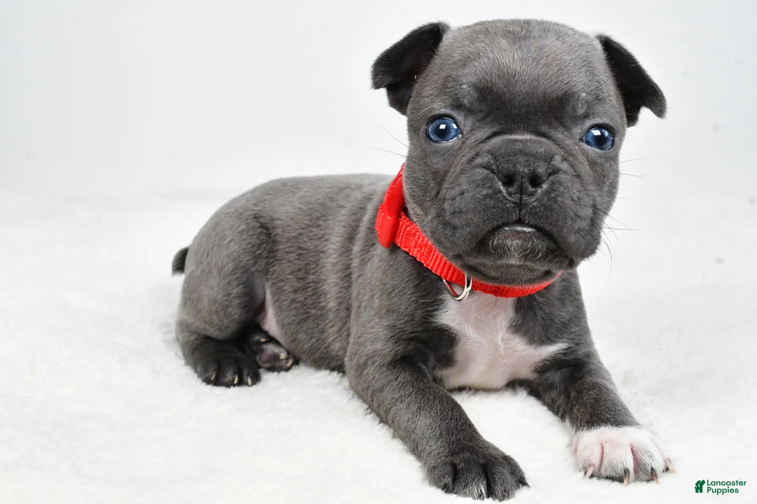 Mixed Breed dogs for sale: Luke - Ad 1