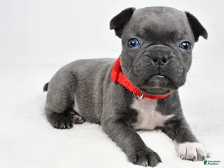 Mixed Breed dogs for sale: Luke - Ad 1