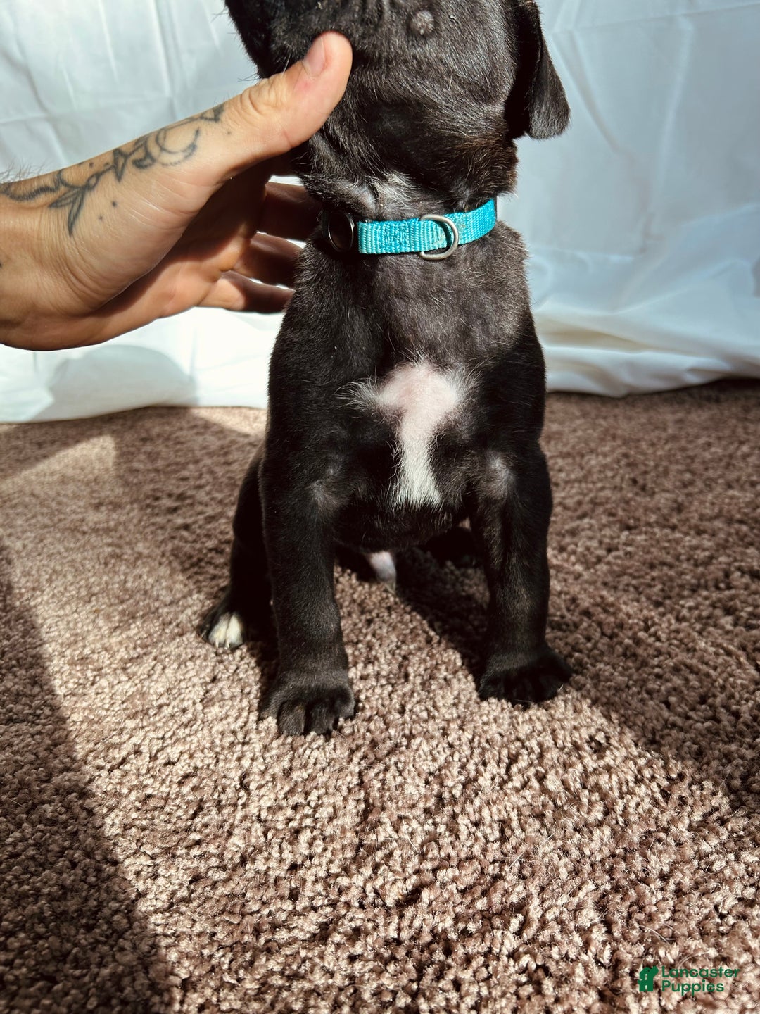 Cane Corso dogs for sale: Thanos - Ad 2