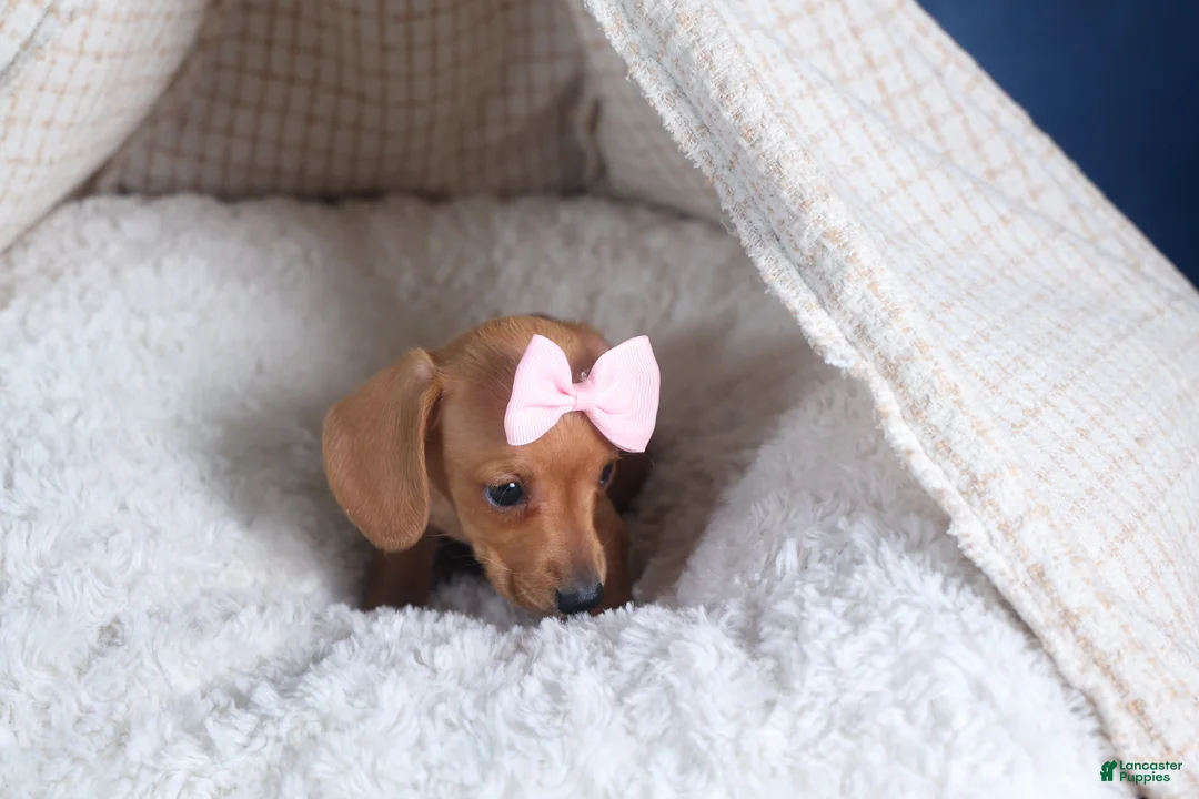 Dachshund dogs for sale: Quincy - Ad 15