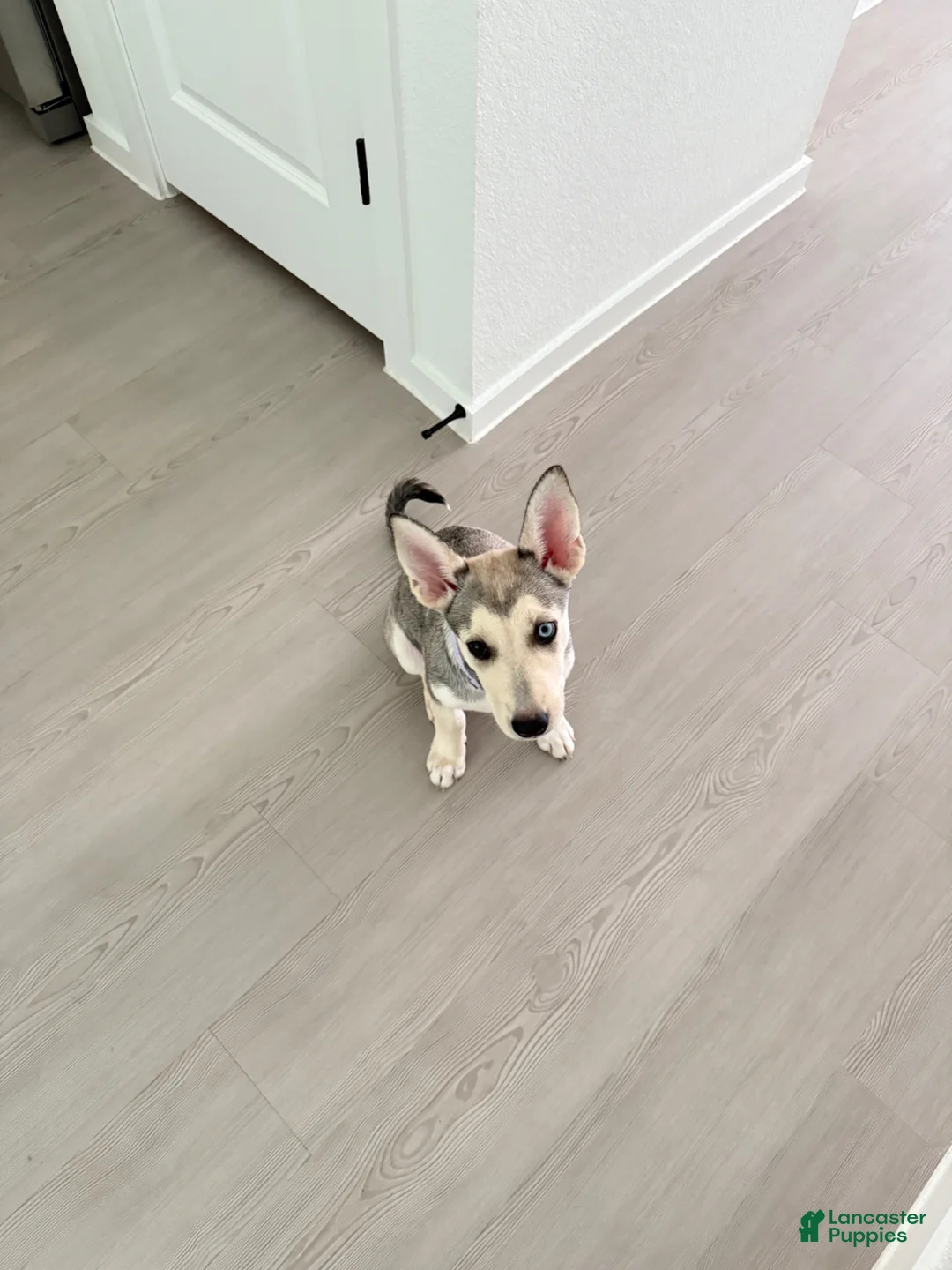 Mixed Breed dogs for sale: Mixed Breed Puppy 1 - Ad 2