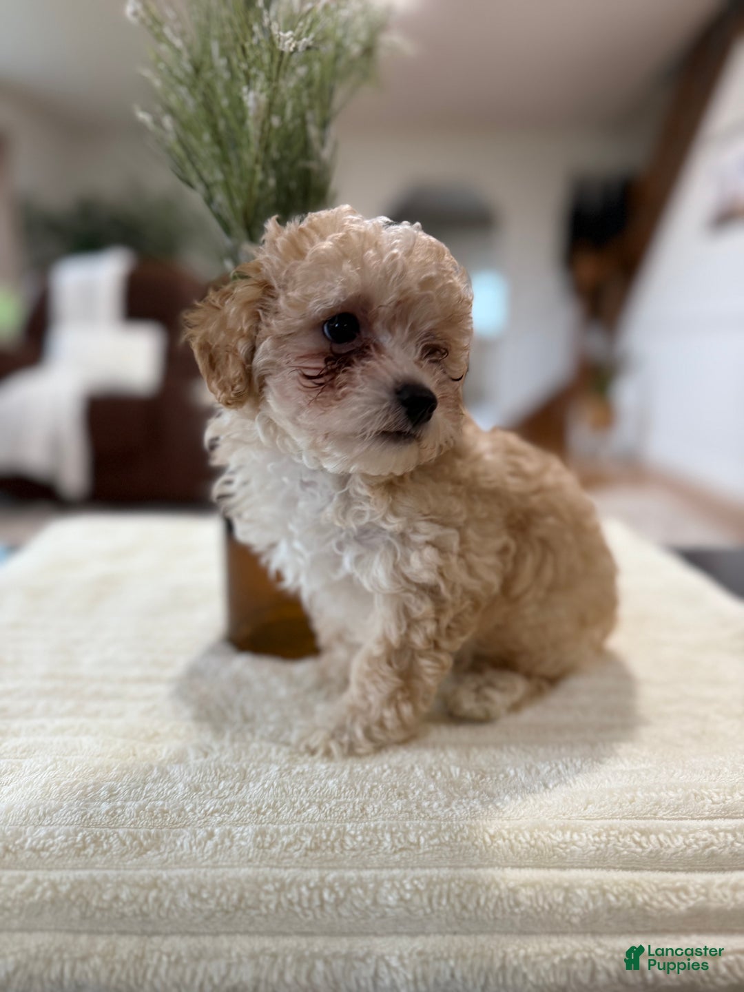Maltipoo dogs for sale: Oden - Ad 11