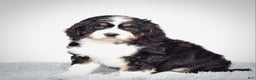 Bernedoodle dogs for sale: Ms. Sapphire - Ad 5