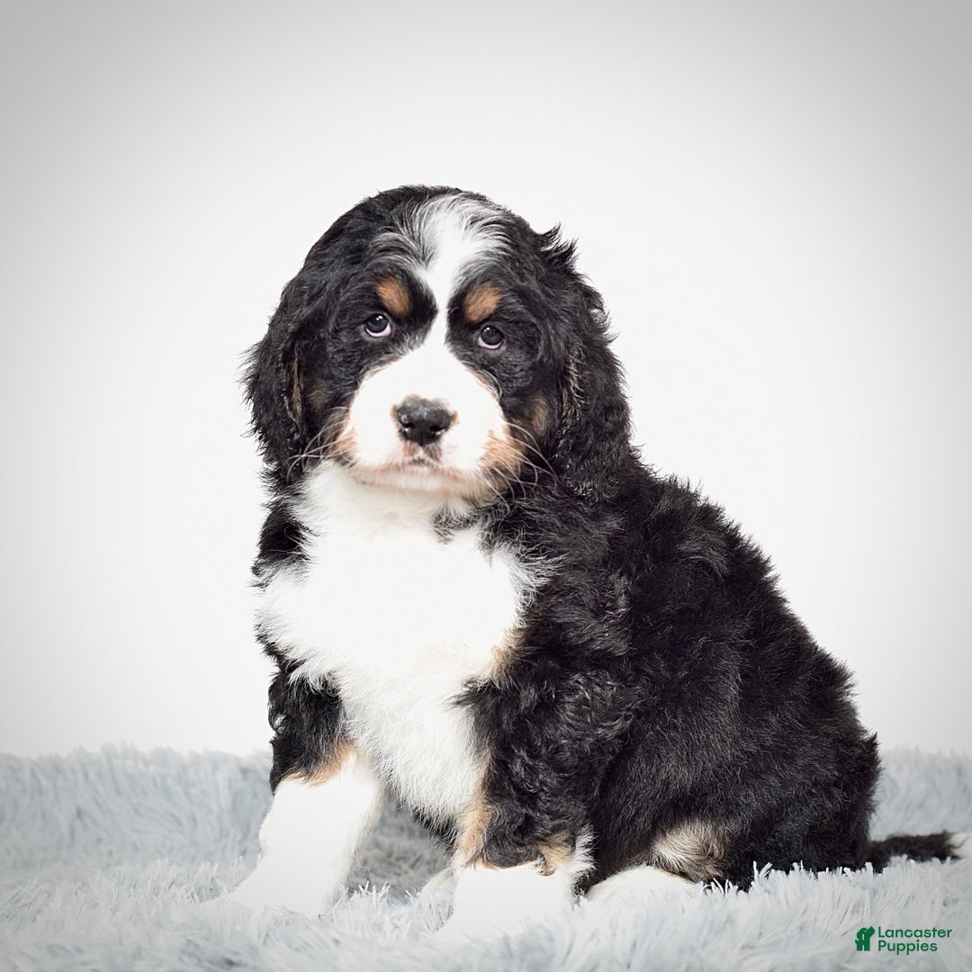 Bernedoodle dogs for sale: Ms. Sapphire - Ad 5