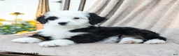 Mini Bernedoodle dogs for sale: Target - Ad 2