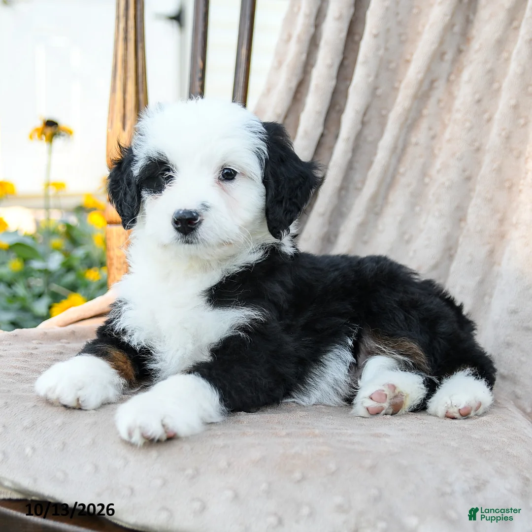 Mini Bernedoodle dogs for sale: Target - Ad 2