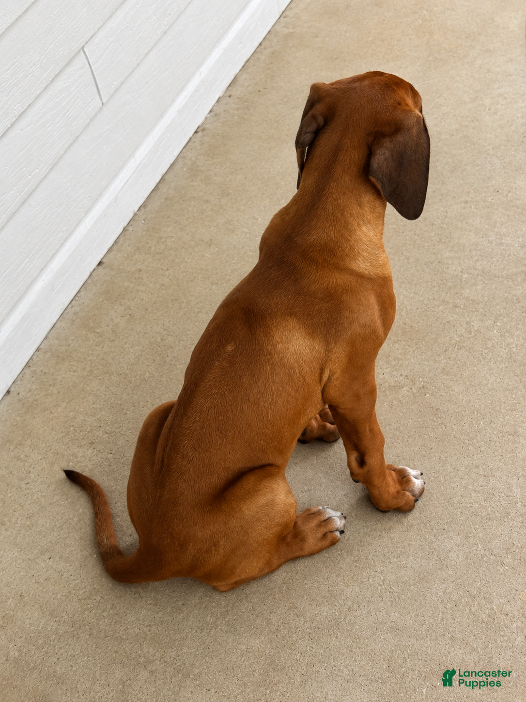 Rhodesian Ridgeback dogs Rhodesian Ridgeback -Whopper - Ad 2