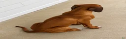 Rhodesian Ridgeback dogs for sale: Rhodesian Ridgeback -Whopper - Ad 2