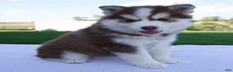 Pomsky dogs for sale: Sabrina - Ad 1