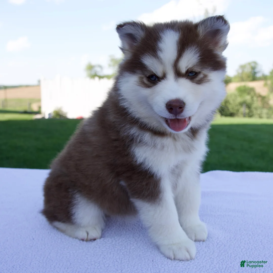 Pomsky dogs for sale: Sabrina - Ad 1