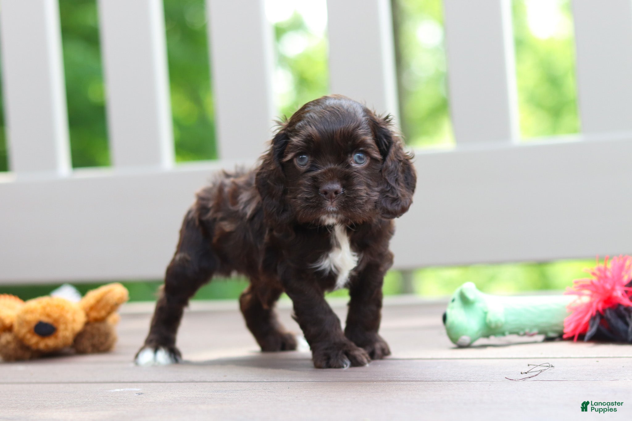Cocker Spaniel dogs Ollie - Ad 2