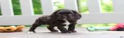 Cocker Spaniel dogs for sale: Ollie - Ad 2