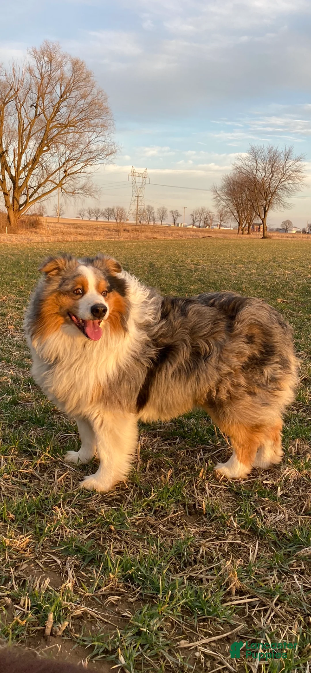 Australian Shepherd dogs for sale: Daisy - Ad 6