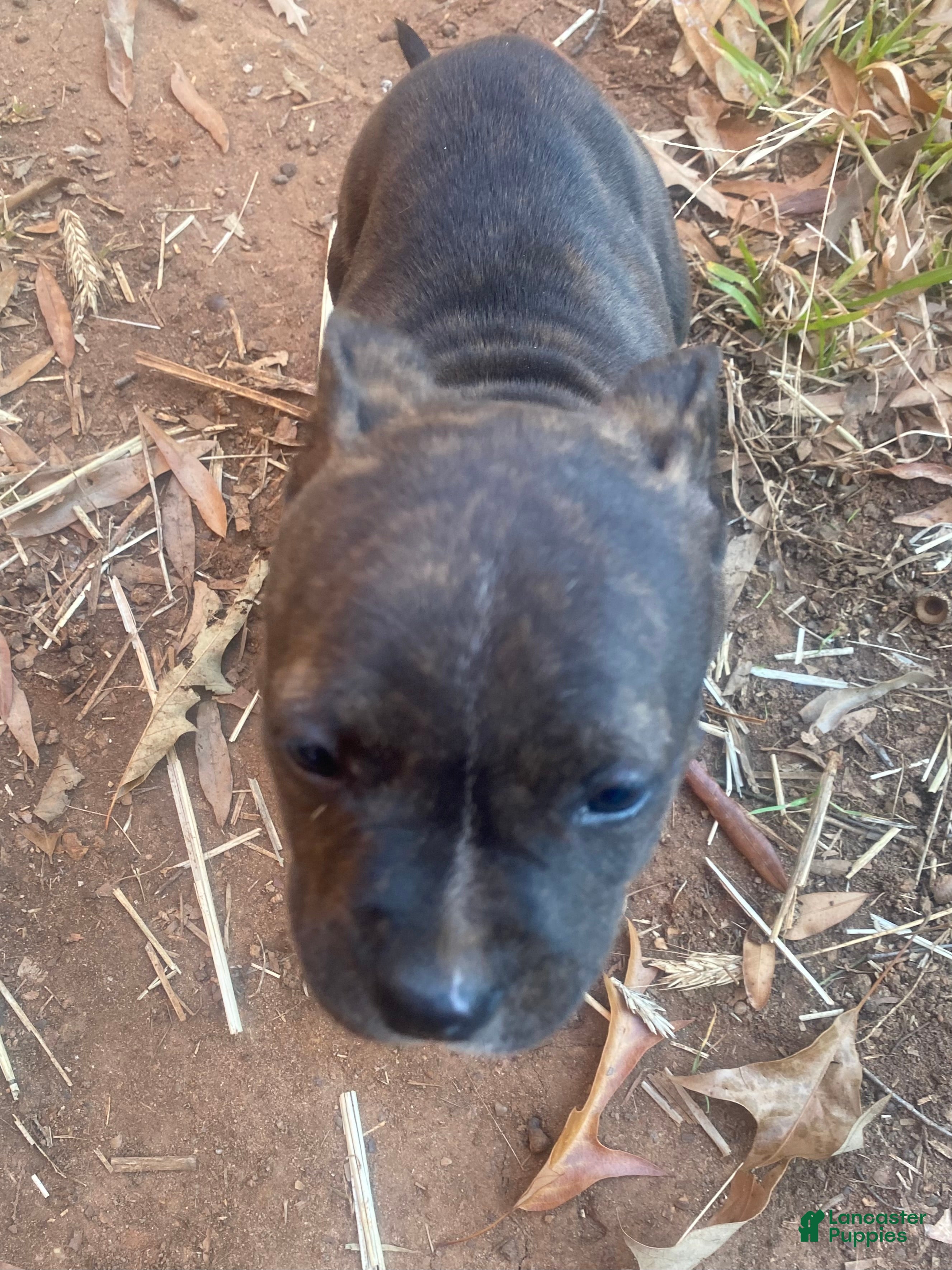 Mixed Breed dogs Mixed Breed Puppy 2 - Ad 29