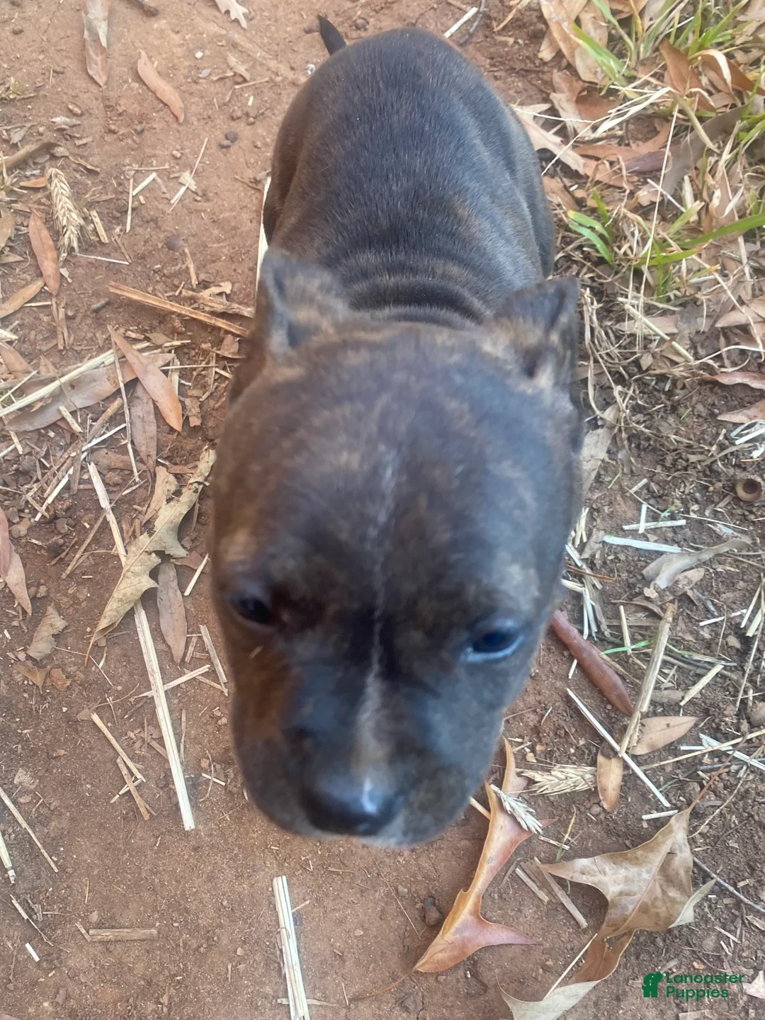 Mixed Breed dogs for sale: Mixed Breed Puppy 2 - Ad 1
