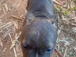 Mixed Breed dogs Mixed Breed Puppy 2 - Ad 12