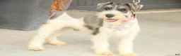 Miniature Schnauzer dogs for sale: Quinn Miniature Schnauzer (crate and leash Trained) - Ad 10