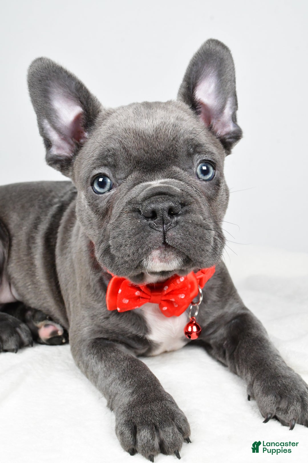 Mixed Breed dogs for sale: Russell - Ad 4