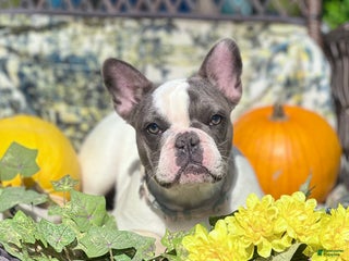 French Bulldog dogs - Ad 42