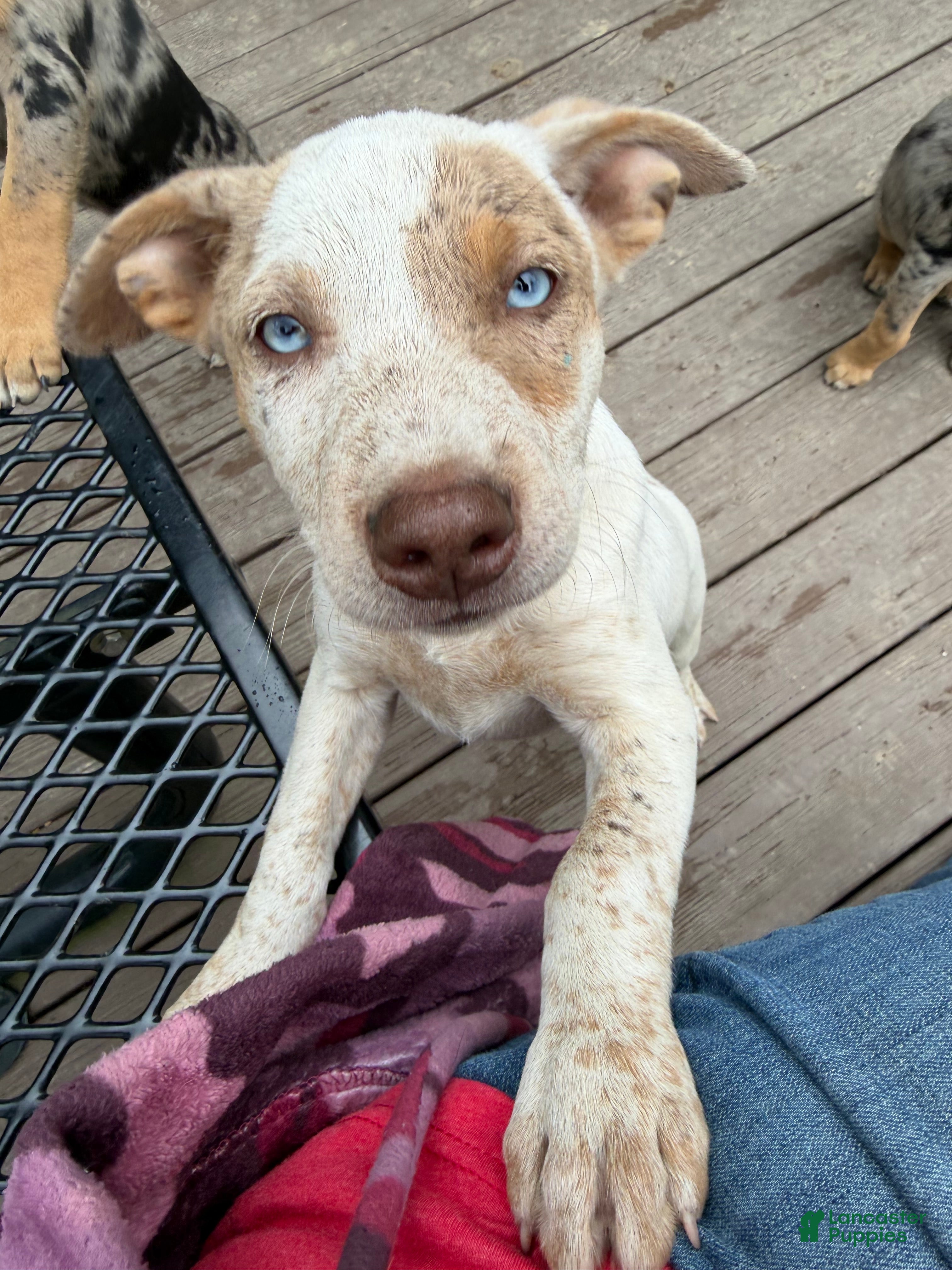 Mixed Breed dogs Ilene - Ad 1