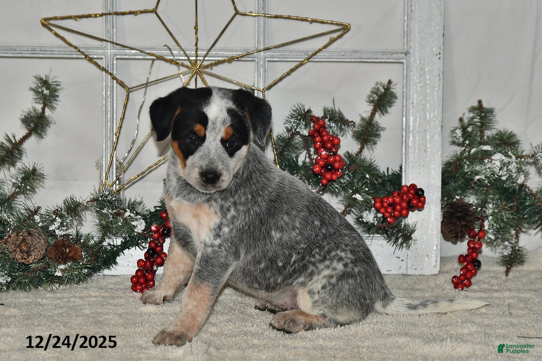 Australian Cattle Dog dogs for sale: Trixie - Ad 2