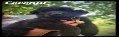 Coconut