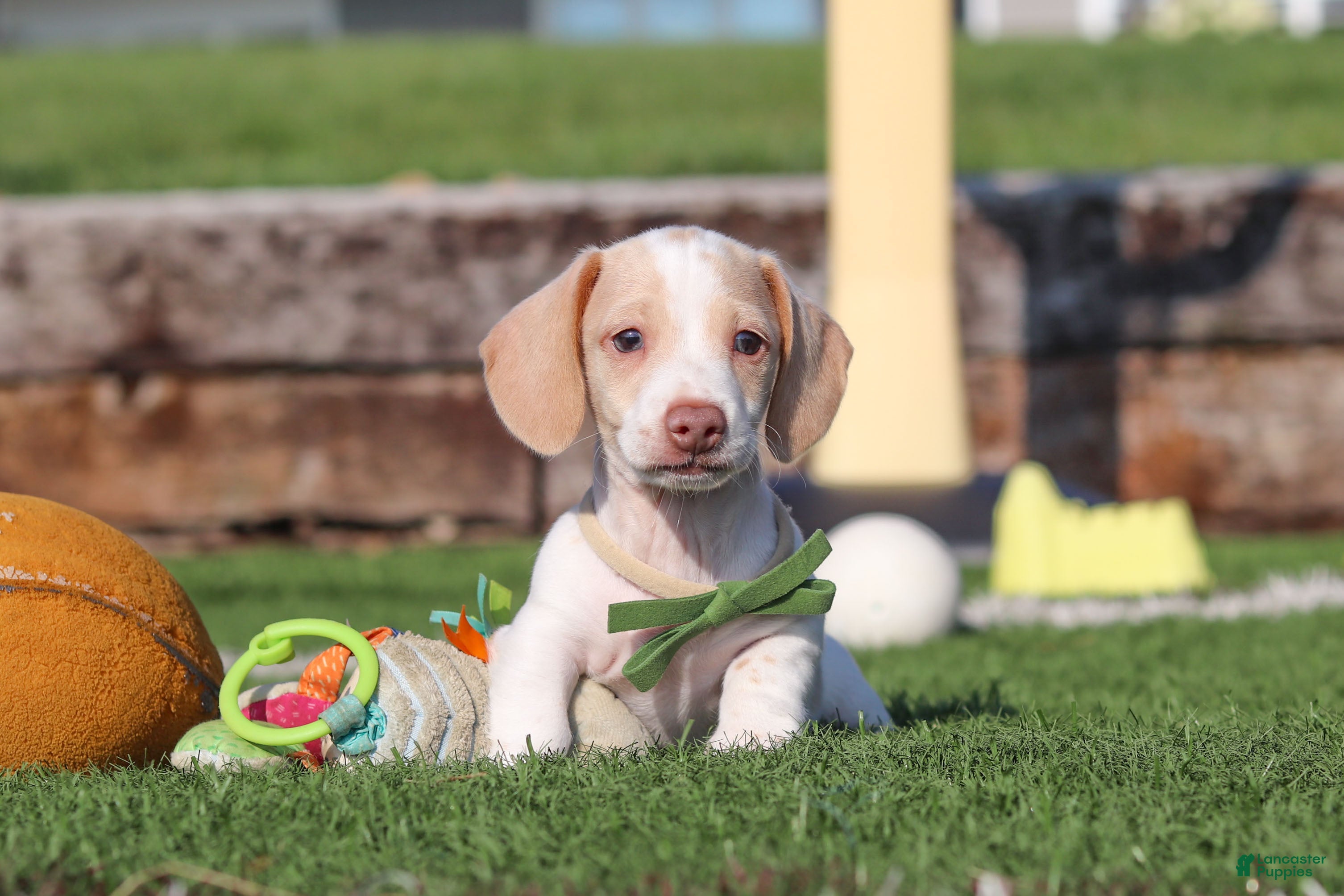 Miniature Dachshund dogs Jackson - Ad 1