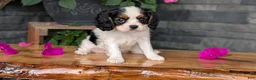 Cavalier King Charles Spaniel dogs for sale: Raya - Ad 2