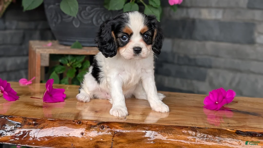 Cavalier King Charles Spaniel dogs for sale: Raya - Ad 2