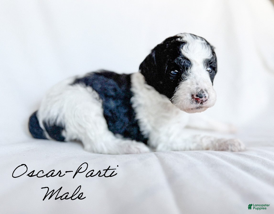 Standard Poodle dogs Oscar - Ad 39