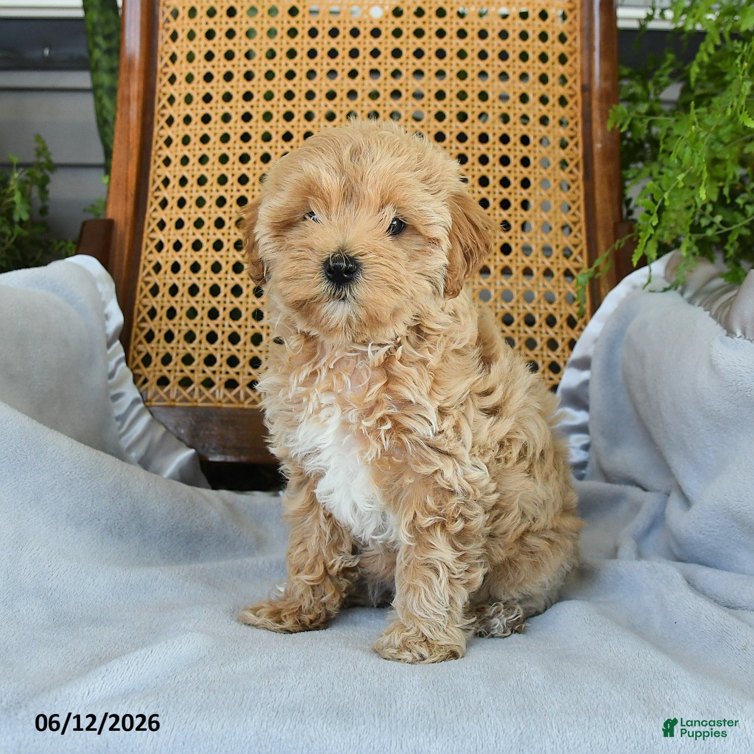 Maltipoo dogs Janie - Ad 2