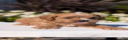 Cavapoo dogs for sale: Ozzy - Ad 3