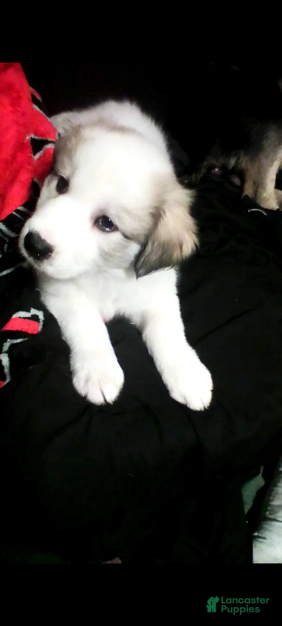 Mixed Breed dogs for sale: Mixed Breed Puppy 1 - Ad 3