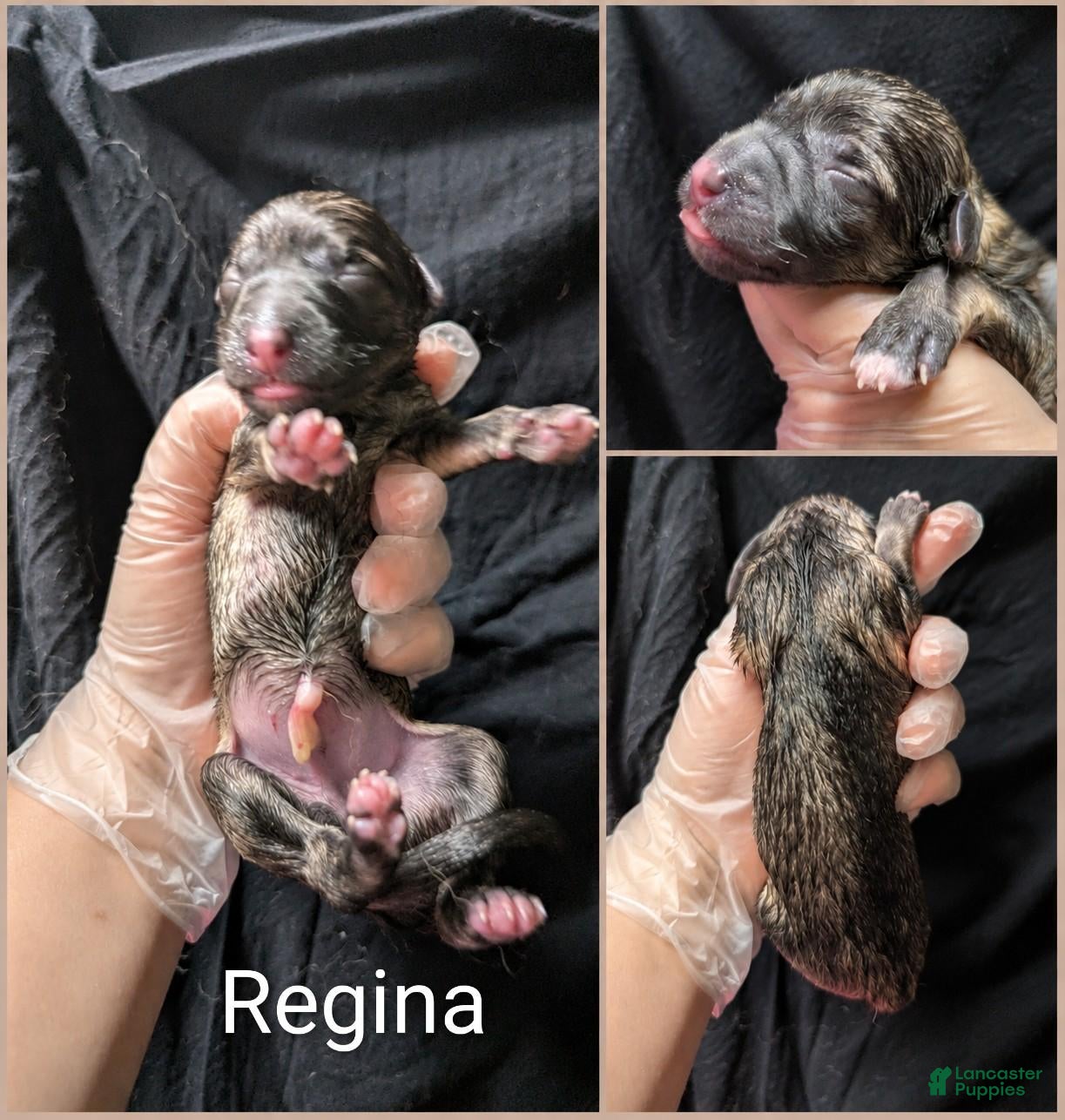 German Shepherd dogs Regina - Ad 1