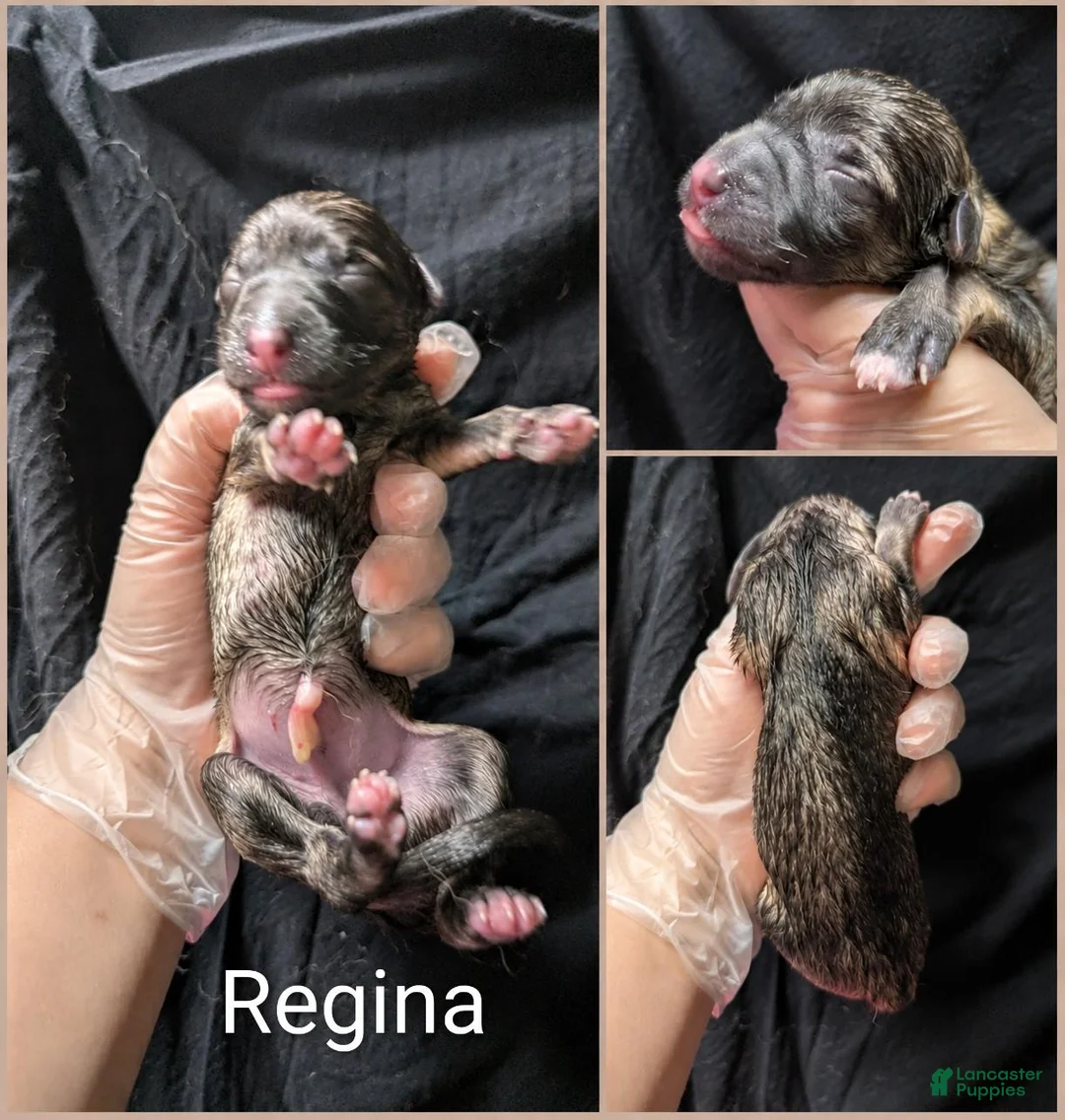 German Shepherd dogs for sale: Regina - Ad 1