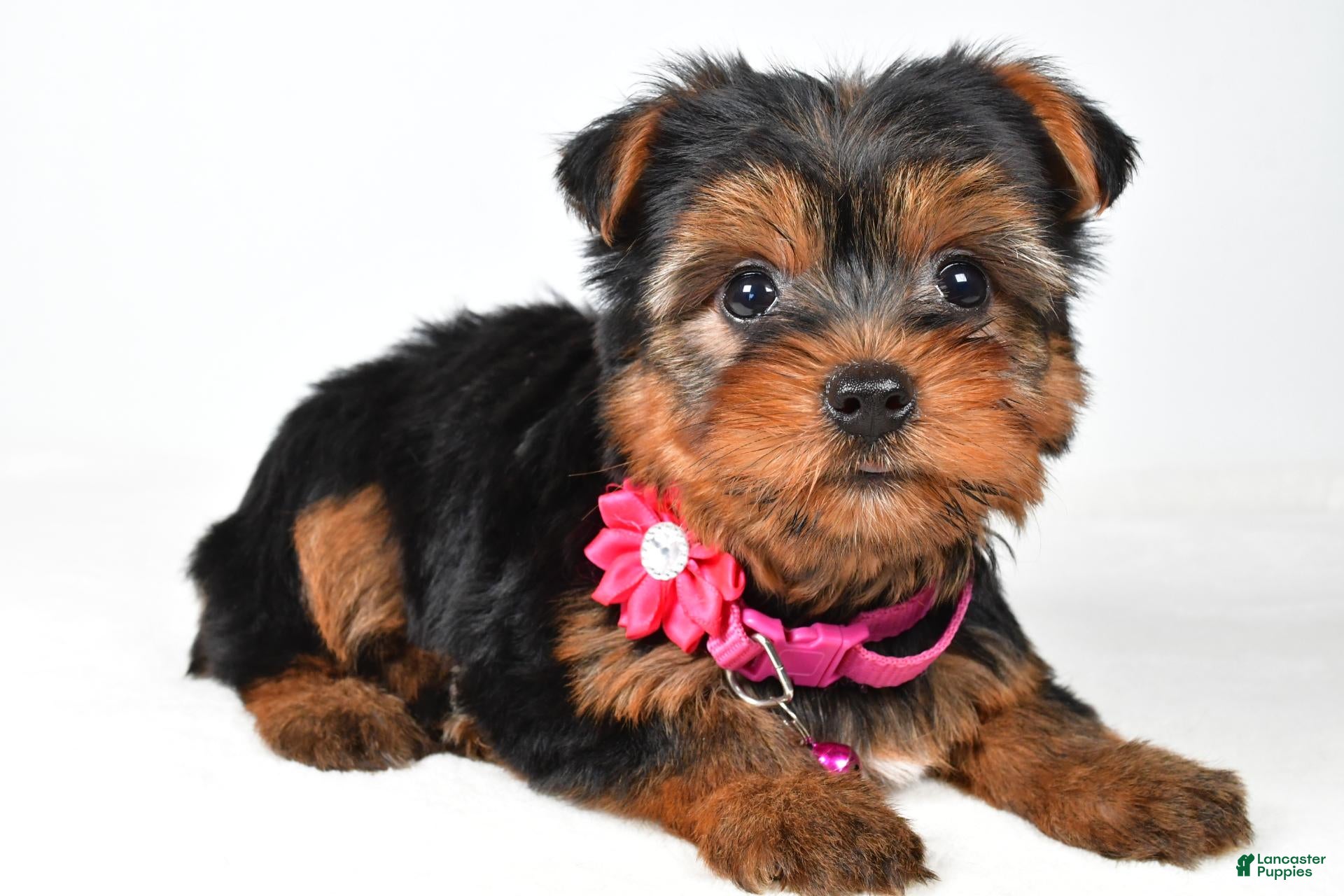 Yorkshire Terrier dogs Rita - Ad 2