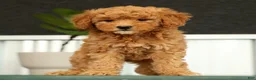 Mini Goldendoodle dogs for sale: Sage - Ad 4