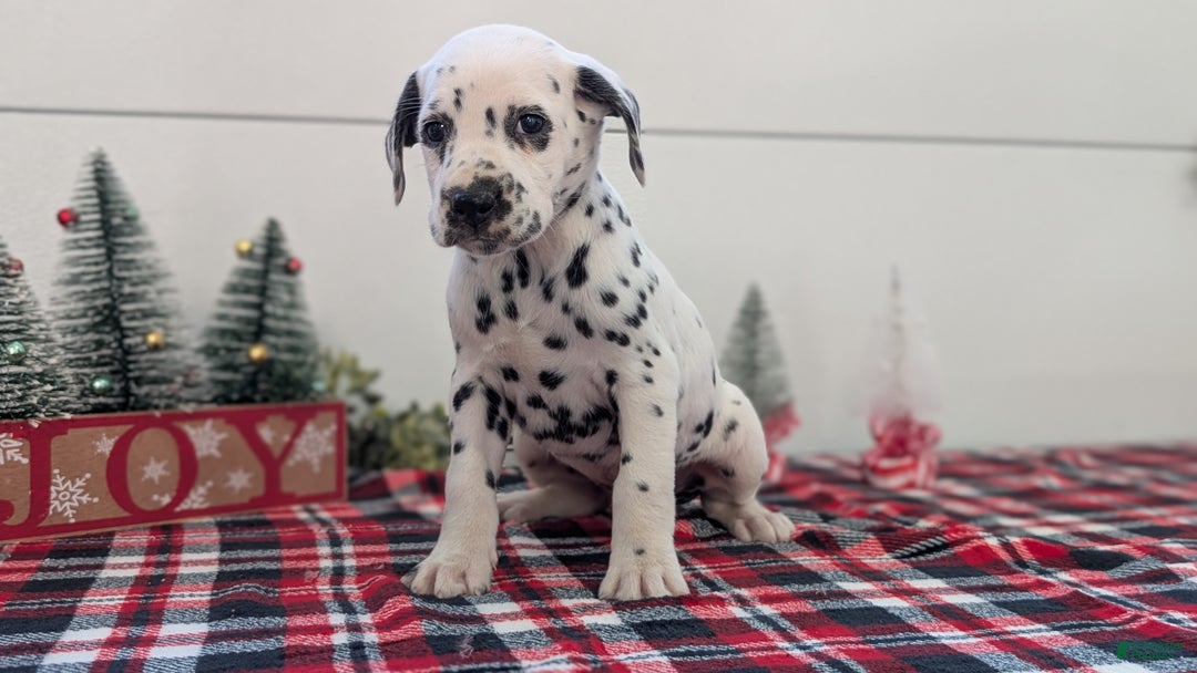 Dalmatian dogs for sale: Sweetie  - Ad 10