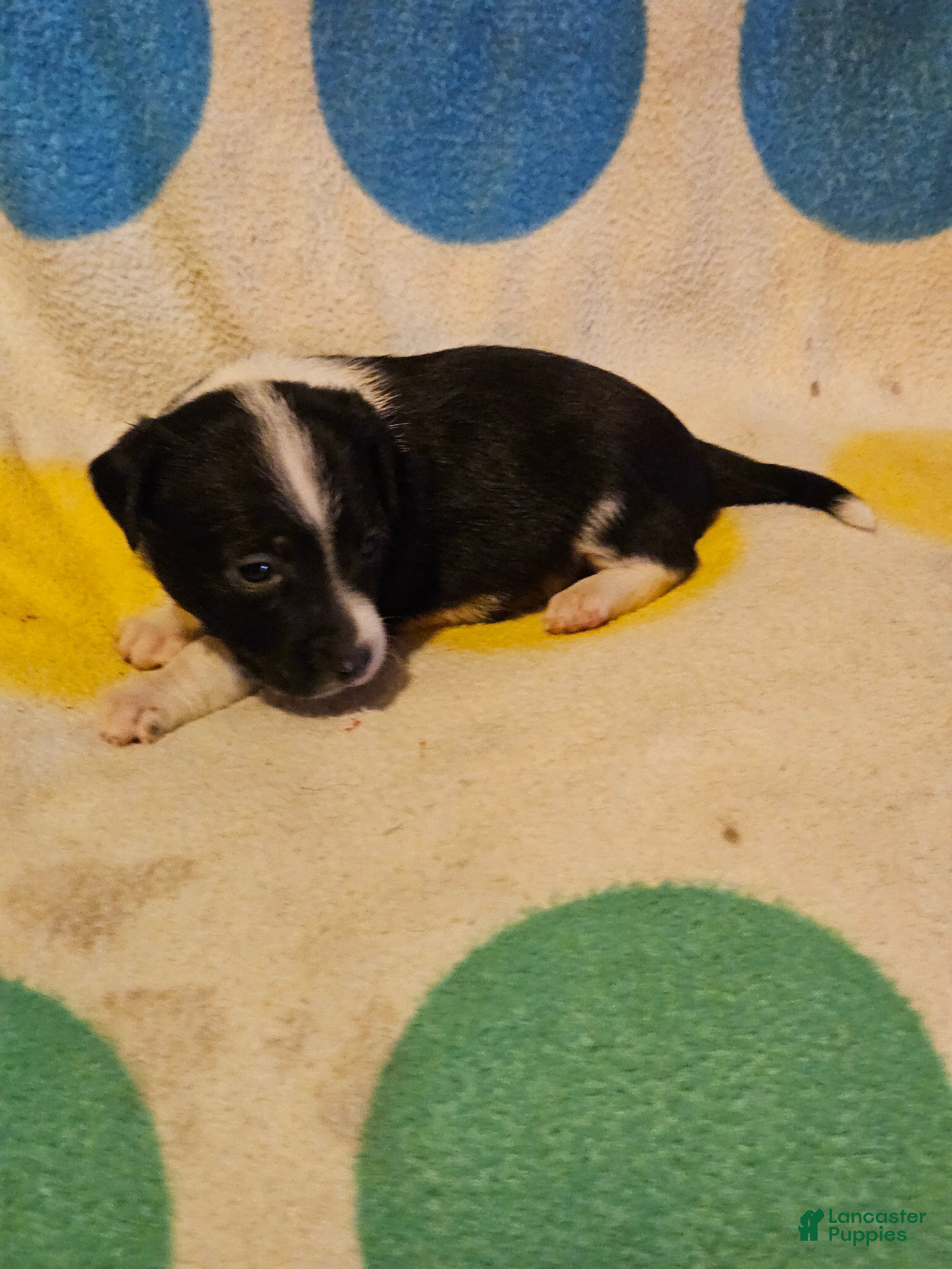 Checker (Chihuahua, Male) in Sikeston, MO