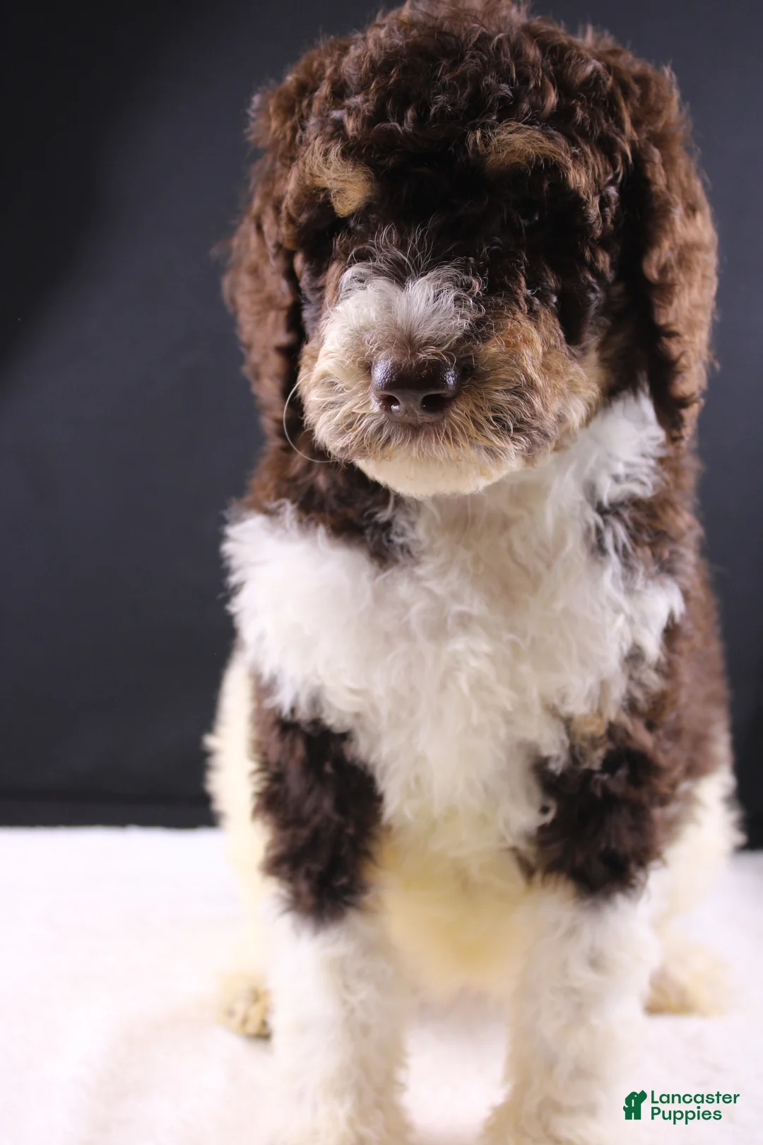 Standard Poodle dogs for sale: Loretta L - Ad 2
