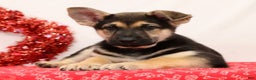 German Shepherd dogs for sale: Max - Ad 2