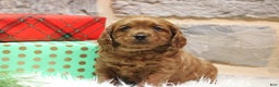 Cavapoo dogs for sale: Patches - Ad 2