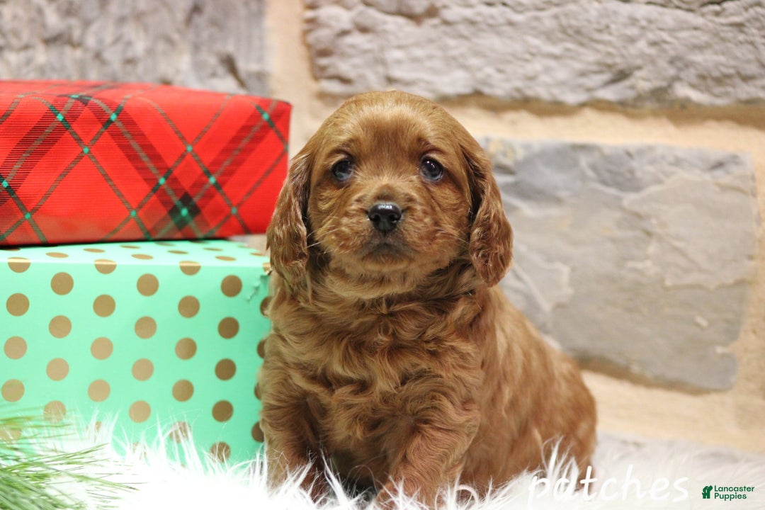 Cavapoo dogs for sale: Patches - Ad 2