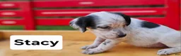 English Setter dogs for sale: Stacy - Ad 4