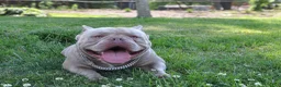 American Bully dogs for sale: American Bully Puppy 1 - Ad 6