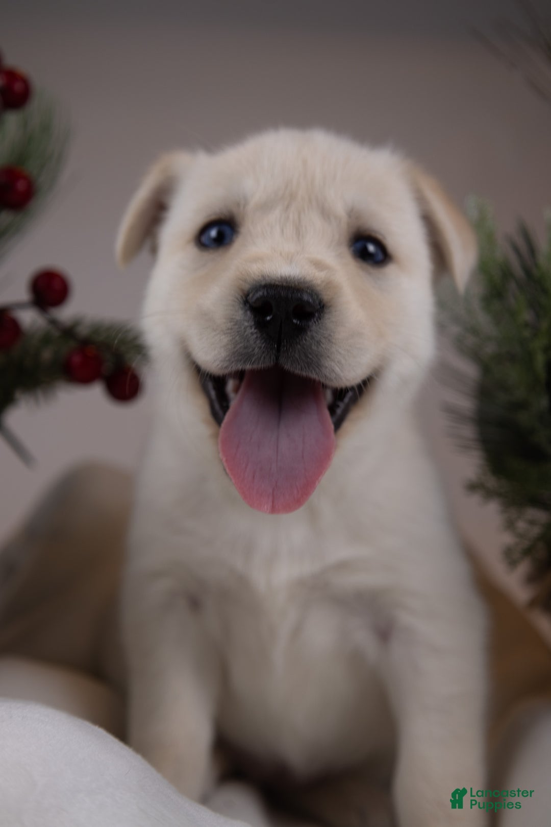 Goberian dogs for sale: Montana - Ad 1