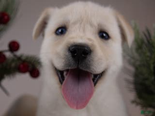 Goberian dogs Montana - Ad 16