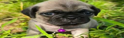 Pug dogs for sale: Manny - Ad 3